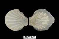 藏品(約瑟海扇蛤)的圖片